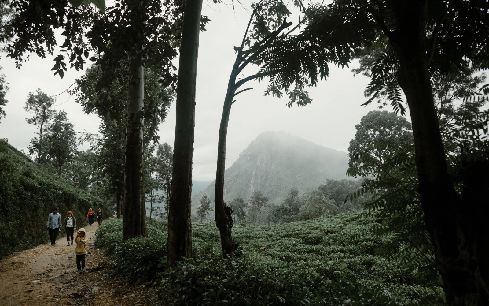 Ceylon Tea Trails