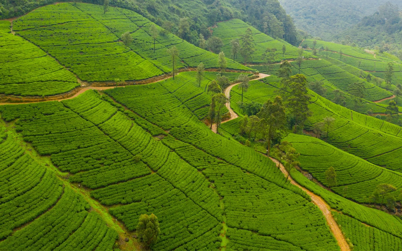 Tea Country