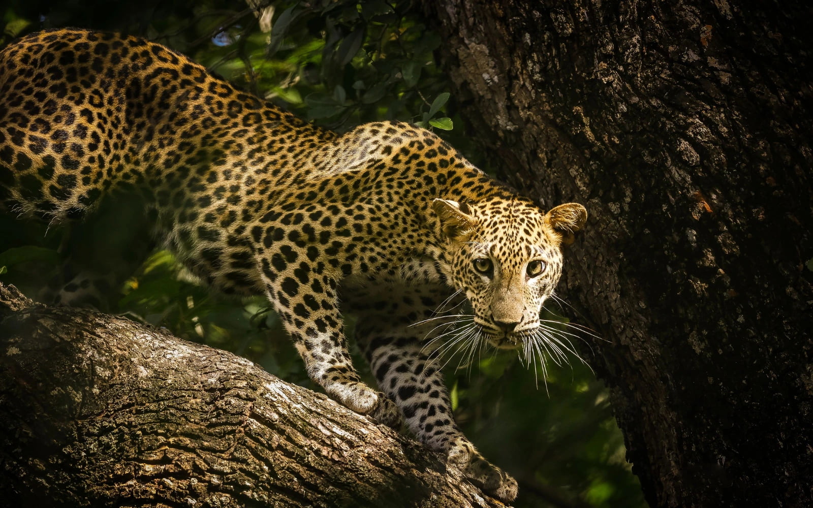 Yala National Park