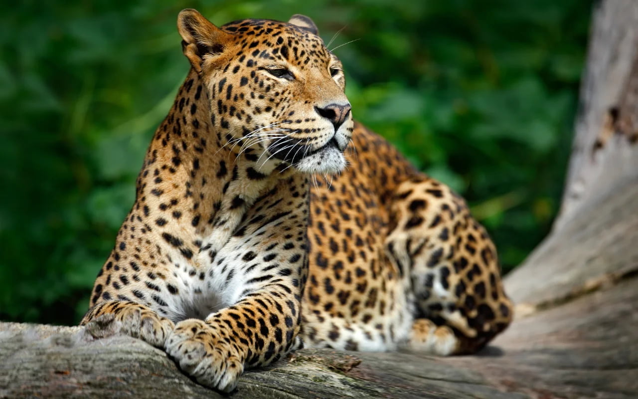 Yala & The Wild South