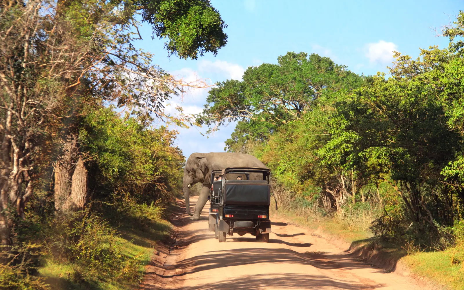 Wildlife Safaris