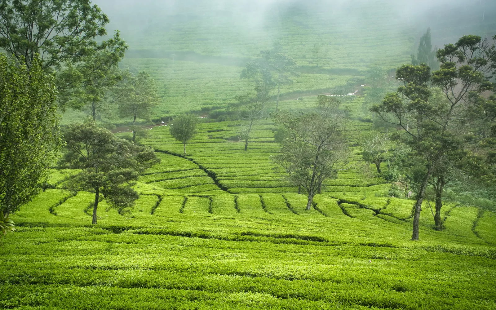 Tea Country & Highlands