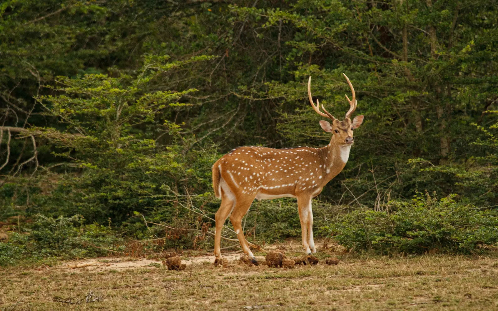 Wildlife & National Parks