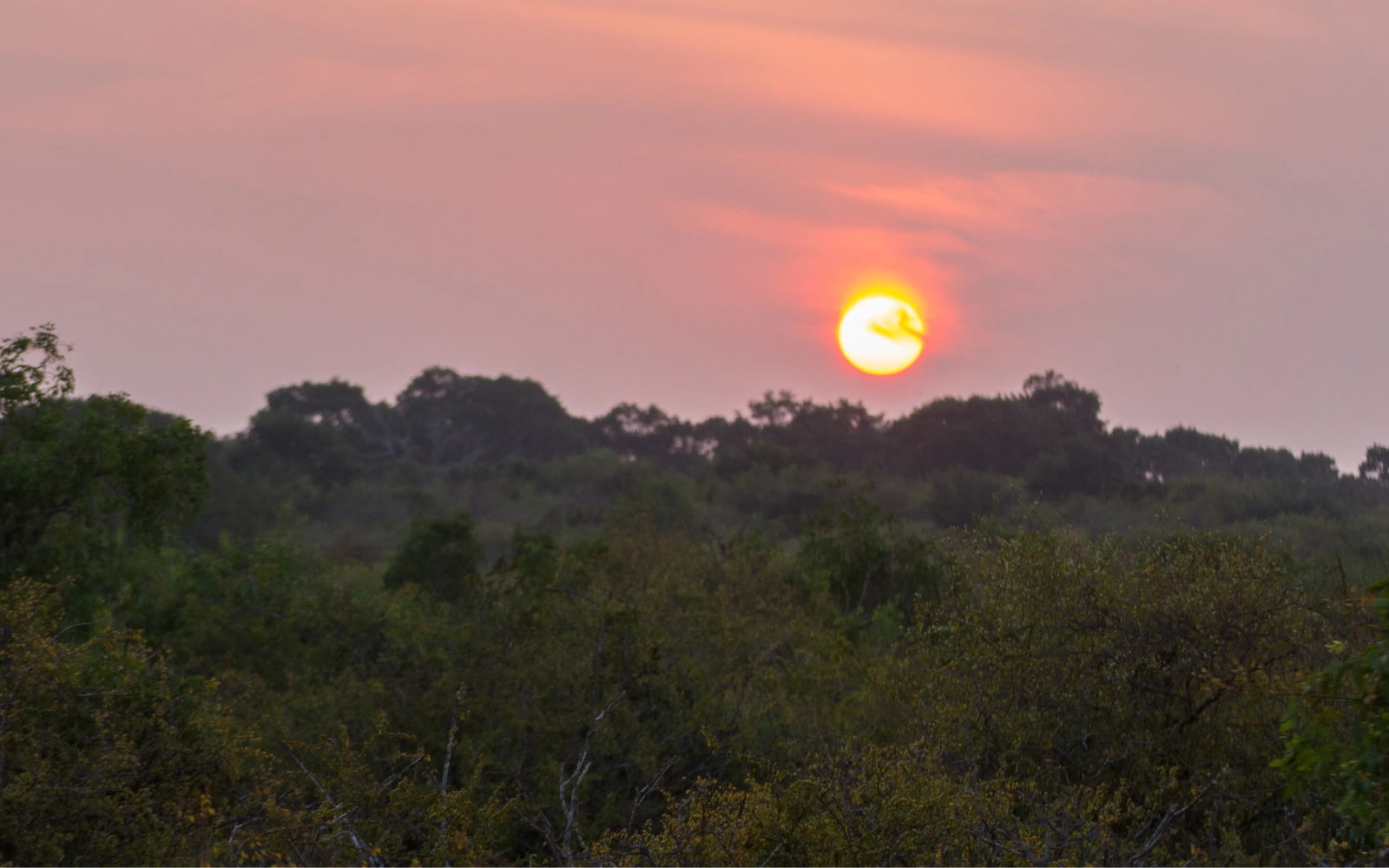 Jungle & Wildlife Lodges