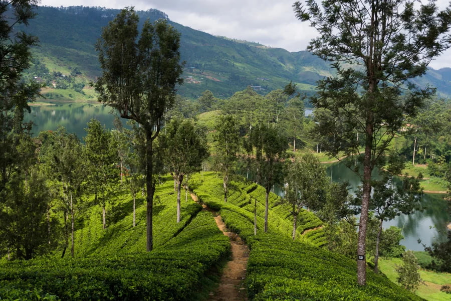 Hatton & the Tea Estates