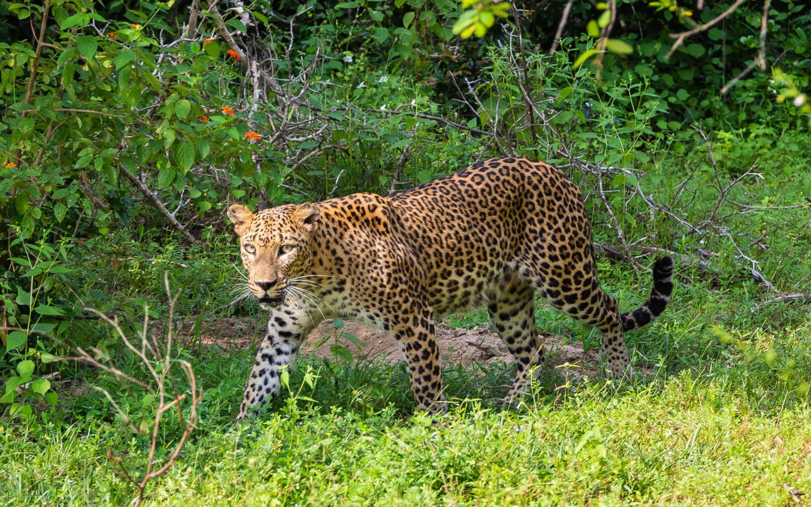 Bespoke Nature Encounters