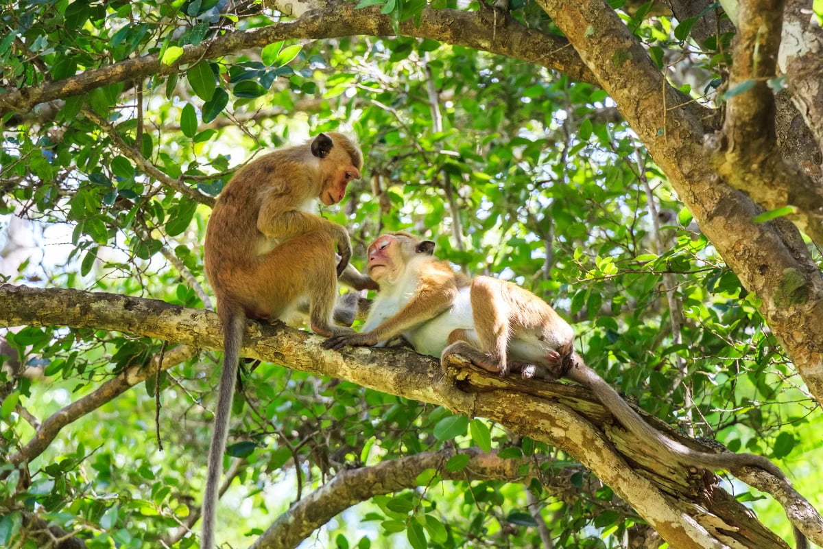 Gal Oya National Park
