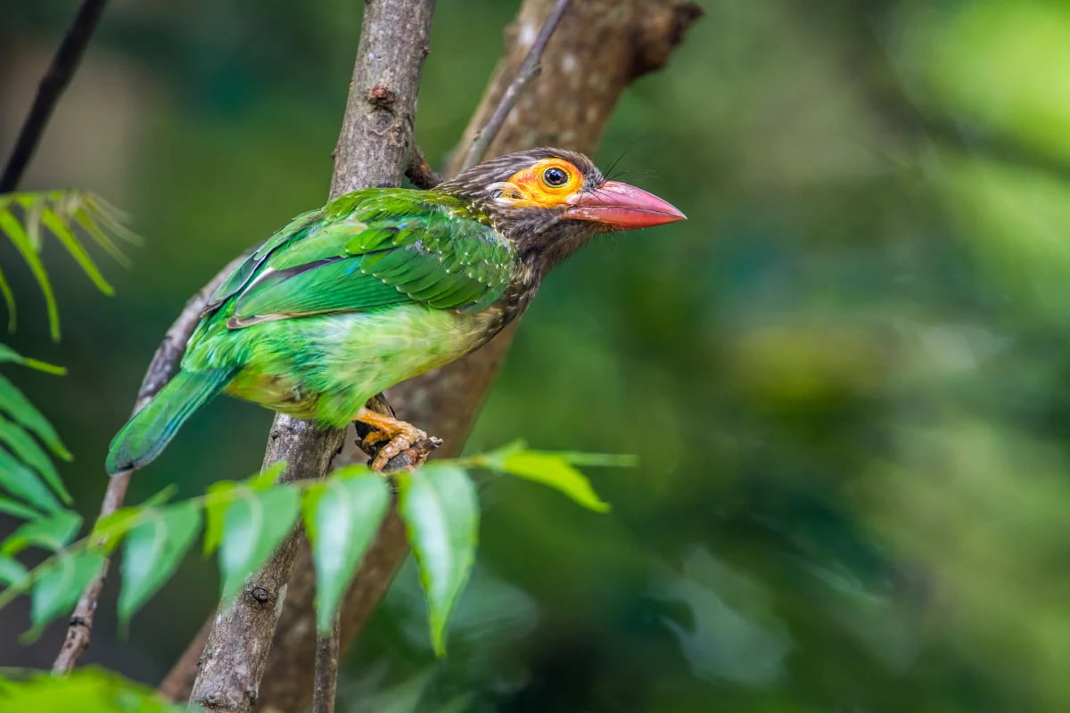 Minneriya National Park