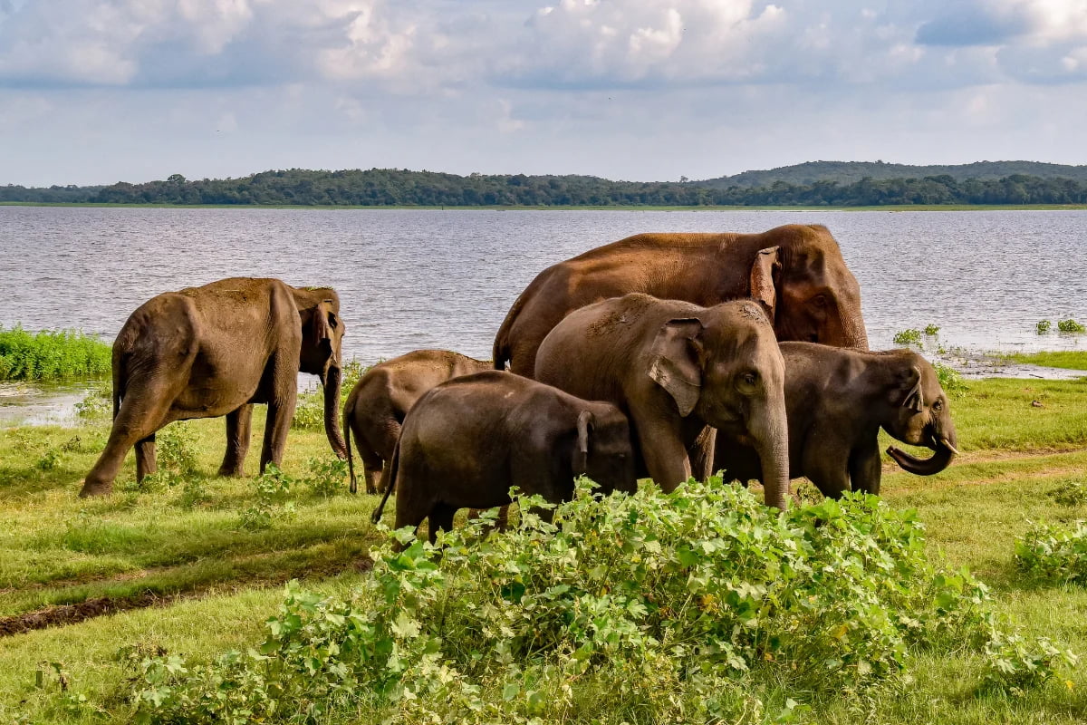 Udawalawe National Park