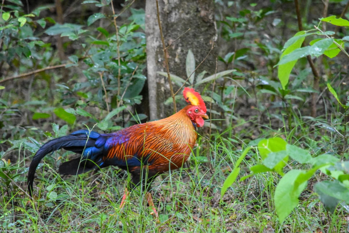 Wilpattu National Park