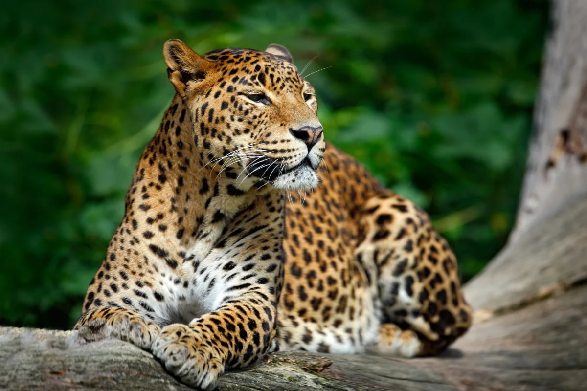 Yala National Park