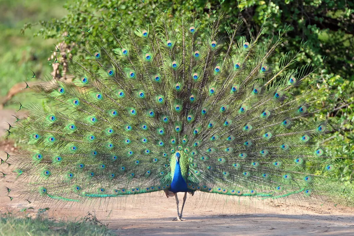 Yala National Park