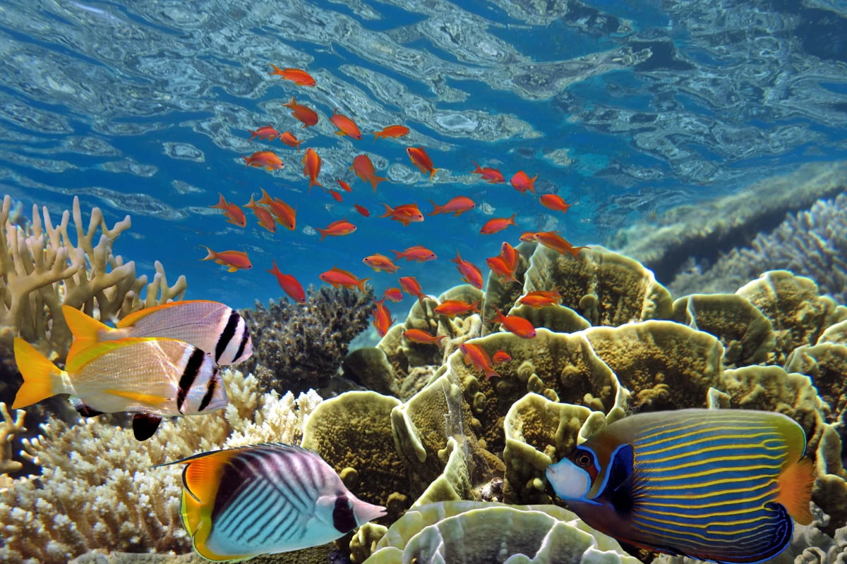 The Maldives