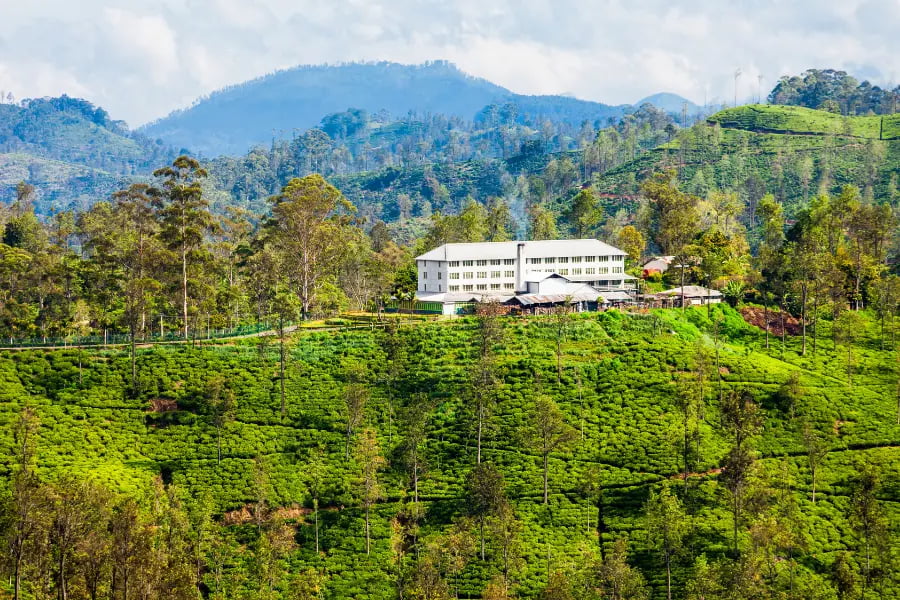 Tea Country