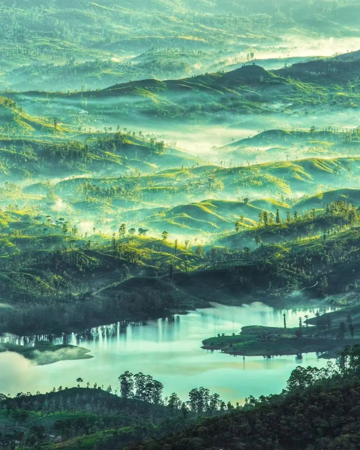 Camellia Hills — location