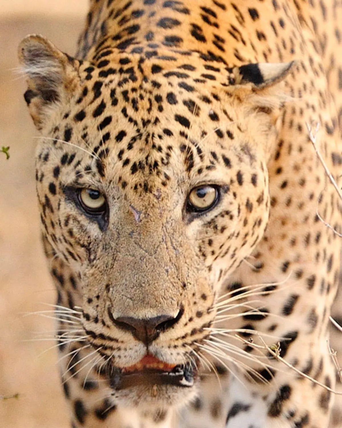 Kulu Safaris — location