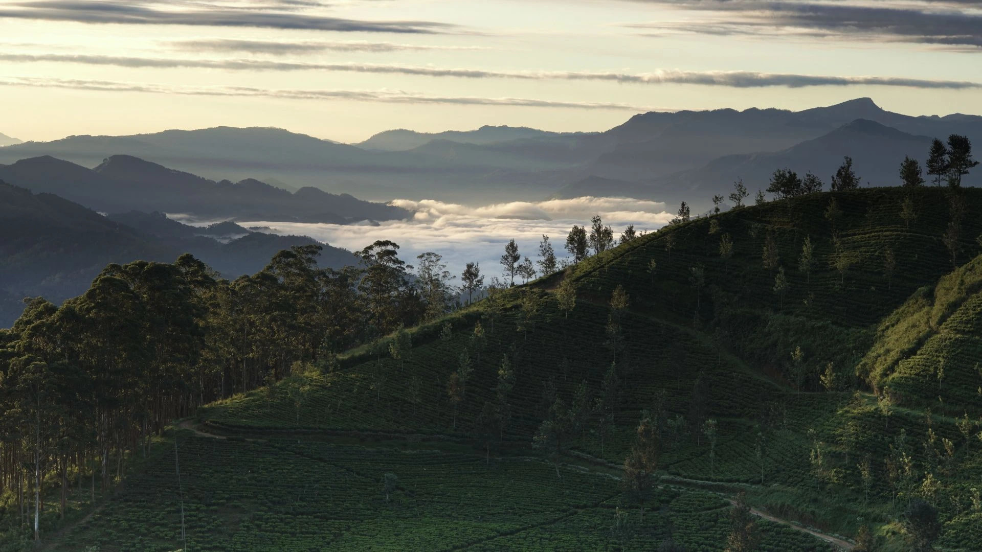 Tea Country — Āvara Journeys